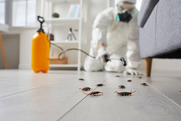 Trusted Termite Control service in Chelsea, MA - Nex Pest Control